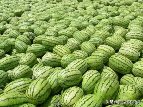 热门大瓜每日必吃大瓜 吃瓜真实爆料,热门大瓜每日必吃，真实爆料一网打尽