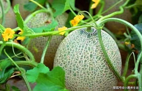 黑料正能量 热门大瓜在线,揭秘热门大瓜背后的真实故事