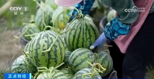 黑料正能量 热门大瓜在线,揭秘热门大瓜背后的真实故事